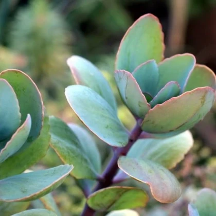 Kolopejka grandiflora - Kalanchoe - semena kolopejky - 20 ks
