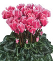 Perzijski ciklamen Halios Curly Rose F1 – Cyclamen persicum – semena ciklame – 6 kosov
