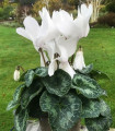 Perzijski ciklamen Halios Pure White F1 – Cyclamen persicum – semena ciklame – 6 kosov