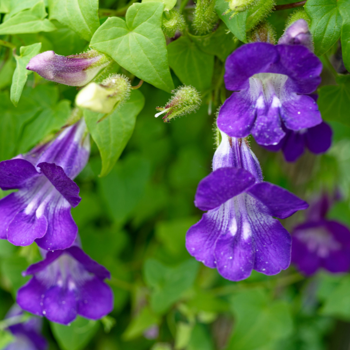 Asarina pnoucí Mystic Purple - Asarina scandens - semena asariny - 20 ks