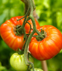 Rajče Gigantomo - Solanum lycopersicum - semena - 5 ks