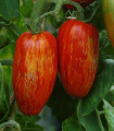 BIO paradižnik Striped Roman – Solanum lycopersicum – ekološka semena paradižnika – 7 kosov