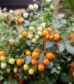 Paradižnik Tiny Temptations Orange F1 PhR – Solanum lycopersicum – semena paradižnika – 5 kosov