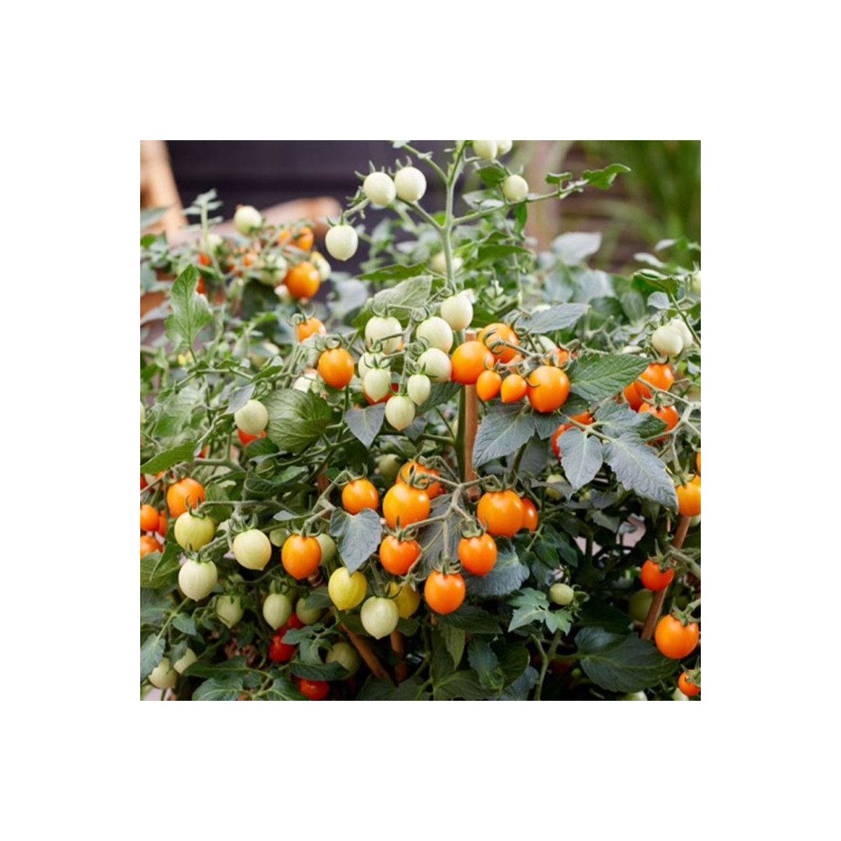 Rajče Tiny Temptations Orange F1 PhR - Solanum lycopersicum - semena rajčete - 5 ks