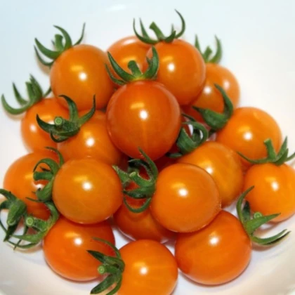 Rajče Tiny Temptations Orange F1 PhR - Solanum lycopersicum - semena rajčete - 5 ks