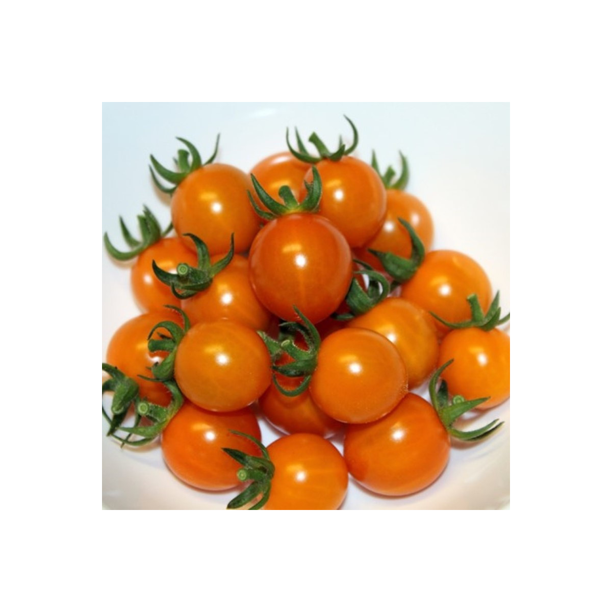 Rajče Tiny Temptations Orange F1 PhR - Solanum lycopersicum - semena rajčete - 5 ks