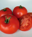 BIO Paradižnik Legend PhR – Solanum lycopersicum – ekološka semena paradižnika – 7 kosov