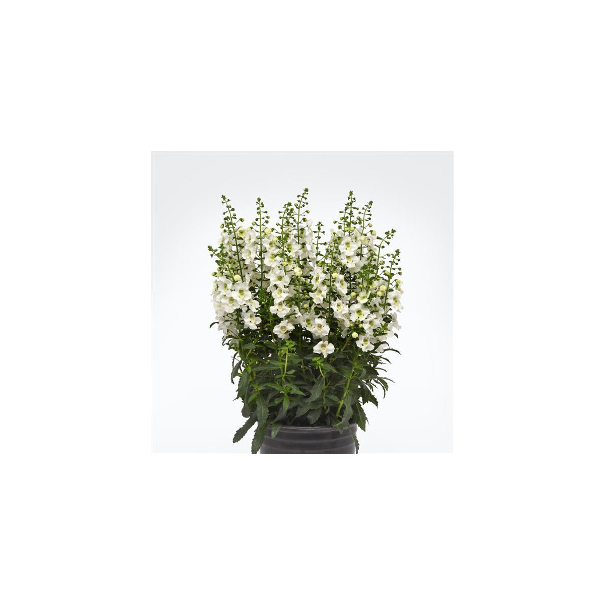 Angelionie úzkolistá Serenita white - Angelonia angustifolia - semena angelonie - 6 ks