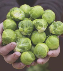 BIO cvetača Hemera F1 – Brassica oleracea – semena cvetače – 20 kosov