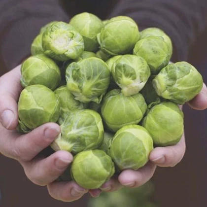 BIO cvetača Hemera F1 – Brassica oleracea – semena cvetače – 20 kosov