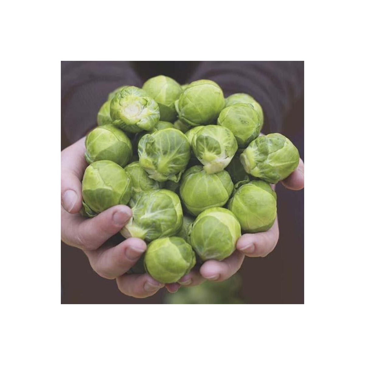 BIO cvetača Hemera F1 – Brassica oleracea – semena cvetače – 20 kosov
