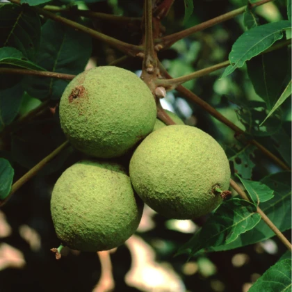 Ořešák černý - Juglans nigra - semena ořešáku - 2 ks
