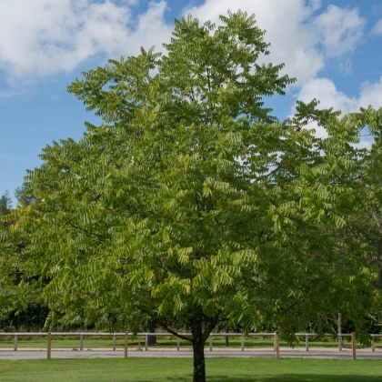 Ořešák černý - Juglans nigra - semena ořešáku - 2 ks
