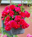 Begonija rožnata - Begonia pendula maxima - gomolji begonije - 2 kosa