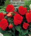 Begonija resasta rdeča - Begonia fimbriata - gomolji begonije - 2 kosa