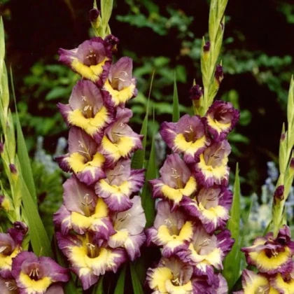 Gladiol Dynamite - Gladiolus - hlízy mečíku - 3 ks