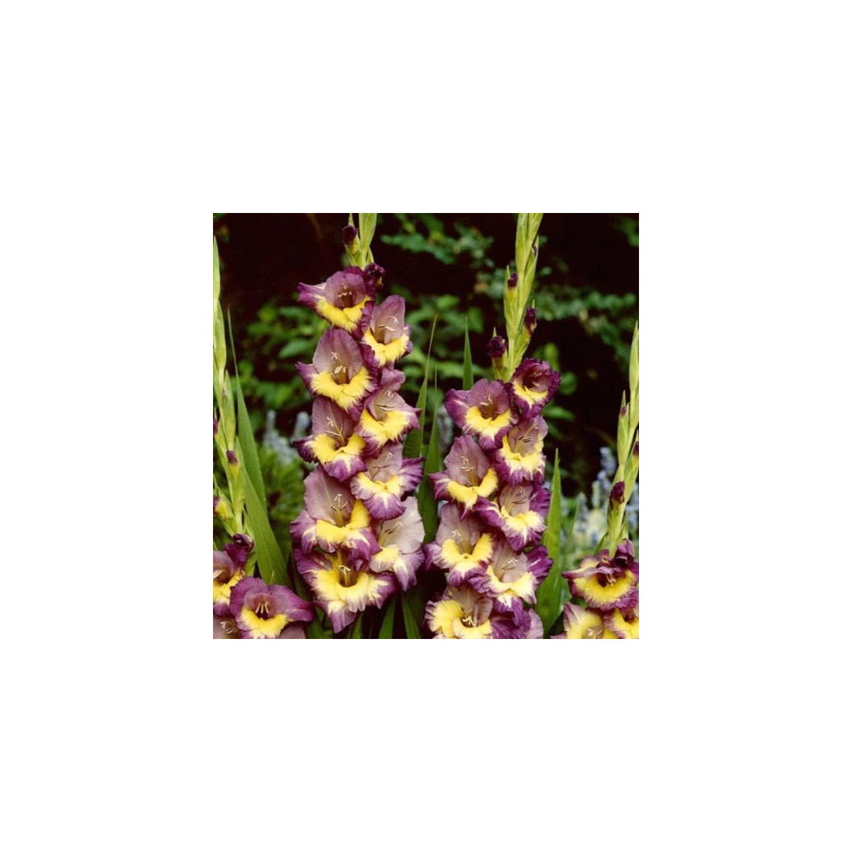 Gladiol Dynamite - Gladiolus - hlízy mečíku - 3 ks