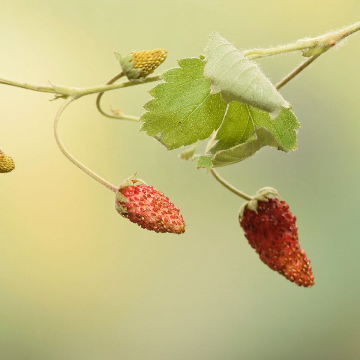 Jahodník lesní Mignonette - Fragaria vesca - semena jahodníku - 15 ks