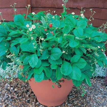 Jahodník lesní Mignonette - Fragaria vesca - semena jahodníku - 15 ks