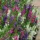 Angelonie směs barev - Angelonia angustifolia - semena angelonie - 6 ks