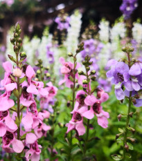 Mešanica barv angelonije – Angelonia angustifolia – semena angelonije – 6 kosov