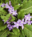 Zdravilna mandragora – Mandragora officinalis – semena mandragore – 6 kosov