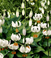 Lilija Martagon Snowy Morning – Lilium martagon – čebulica lilije – 1 kos