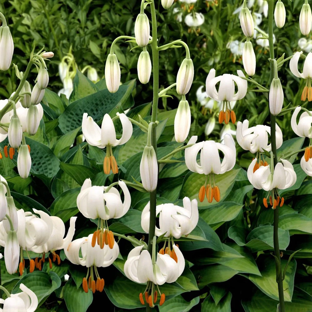 Lilija Martagon Snowy Morning – Lilium martagon – čebulica lilije – 1 kos