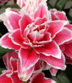 Lilija Roselily Samantha – Lilium – čebulica lilije – 1 kos
