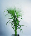 Proso virgatum Fontaine – Panicum virgatum – semena prosa – 50 kosov
