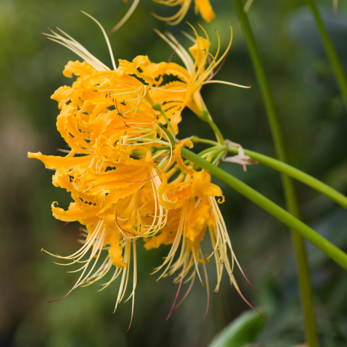 Pavoučí lilie - Lycoris aurea - cibule lilie - 1 ks