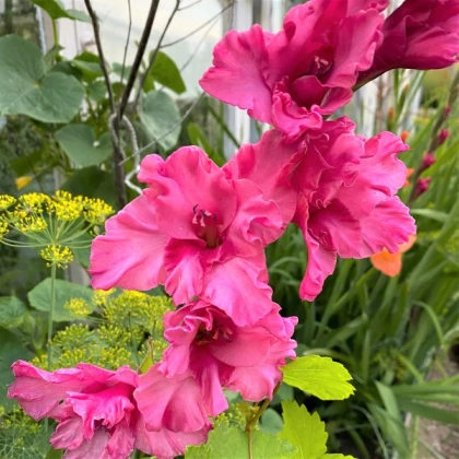 Gladiol Kingston Ruffle - Gladiolus - hlízy mečíku - 3 ks