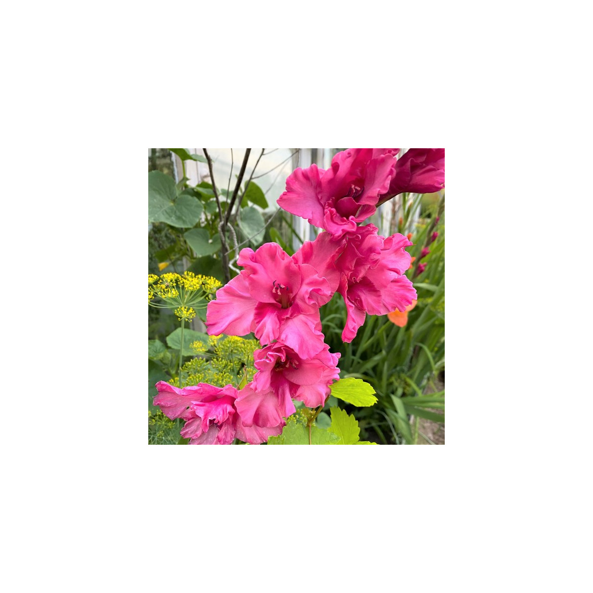 Gladiol Kingston Ruffle - Gladiolus - hlízy mečíku - 3 ks