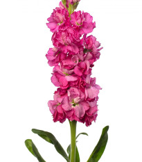 Vijolica Iron Rose Pink – Matthiola incana – semena vijolice – 40 kosov