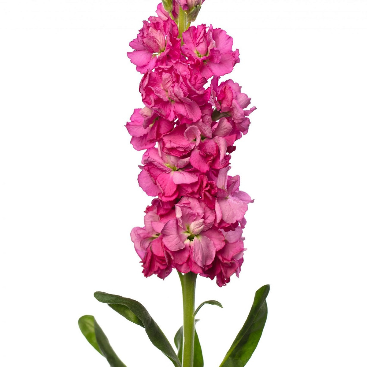 Vijolica Iron Rose Pink – Matthiola incana – semena vijolice – 40 kosov