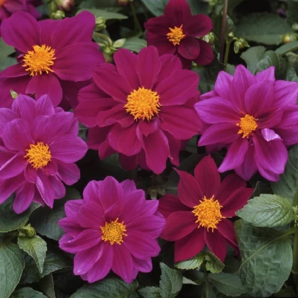 Jiřinka proměnlivá Figaro Violet shades - Dahlia variabilis - semena jiřinky - 20 ks