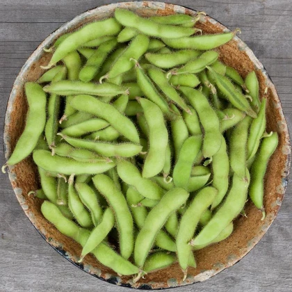 BIO Sója Edamame Chiba Green - Glycine max - bio semena sóji - 20 ks