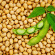 BIO sojino tofu – Glycine max – ekološka sojina semena – 50 kosov