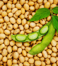 BIO sojino tofu – Glycine max – ekološka sojina semena – 50 kosov