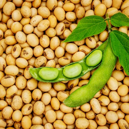 BIO sojino tofu – Glycine max – ekološka sojina semena – 50 kosov
