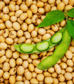 BIO sojino tofu – Glycine max – ekološka sojina semena – 50 kosov