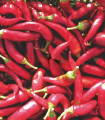 Paprika Kora Zel – Capsicum annuum – semena paprike – 40 kosov