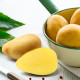 BIO sadbové brambory Bellinda - Solanum tuberosum - bio brambory - 10 ks