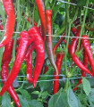 Pikantna paprika – Capsicum annuum – semena paprike – 20 kosov