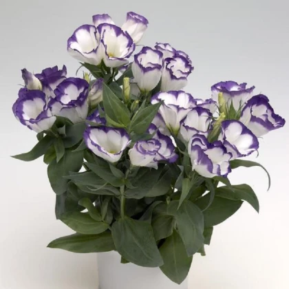 Eustoma Blue Rim F1 - Eustoma grandiflorum - semena eustomy - 12 ks
