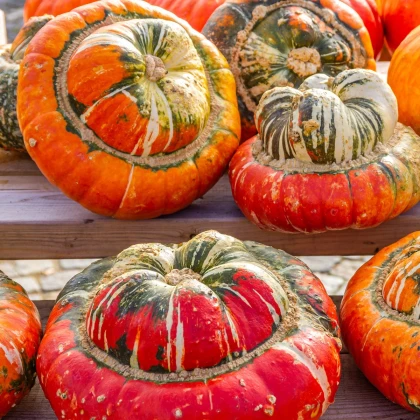 Dýně Císařská čepice - Cucurbita pepo - semena dýně - 5 ks