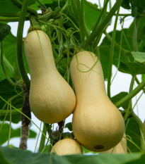 Dýně máslová Bush Butternut - Cucurbita moschata - semena dýně - 6 ks