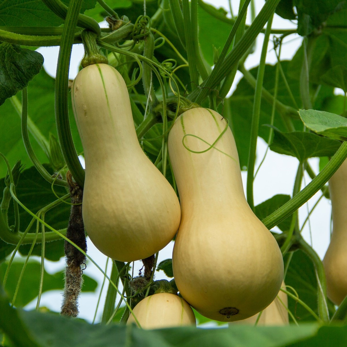 Dýně máslová Bush Butternut - Cucurbita moschata - semena dýně - 6 ks