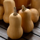 Maslena buča Butterbaby F1 PMT – Cucurbita moschata – semena buče – 6 kosov