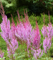 Kitajska rožnata astilba – Astilbe chinensis var. pumila – semena astilbe – 10 kosov